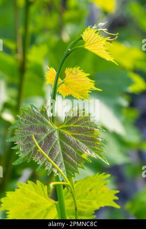 Blühende Trauben am blauen Himmel. Blühende Rebe. Weinrebe mit jungen Blättern und Knospen, die im Weinberg blühen. Stockfoto