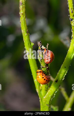 Colorado Potato Beetle - Leptinotarsa decemlineata auf Kartoffelsträuchern. Pflanzenschädling und Landwirtschaft. Behandlung mit Pestiziden. Insekten sind Schädlinge Stockfoto