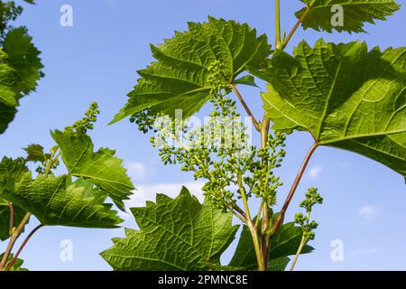 Blühende Trauben am blauen Himmel. Blühende Rebe. Weinrebe mit jungen Blättern und Knospen, die im Weinberg blühen. Stockfoto