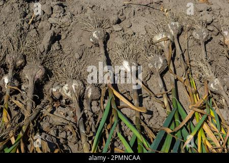 Der ausgegrabene Knoblauch wird an einem Sommertag auf einem Gartenbett getrocknet. Stockfoto