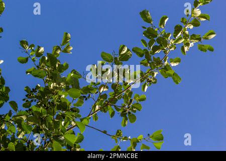 Ein Ast aus Erlenblättern und grünen Zapfen. Zweig von Alnus glutinosa, der Erle, der Erle im Frühling. Stockfoto