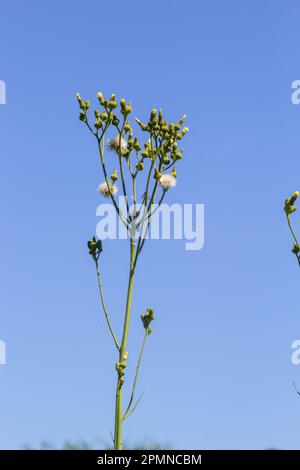 Common Groundsel oder Senecio vulgaris in Wildnis, Weißrussland. Stockfoto