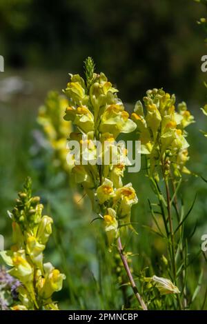 Linaria vulgaris, die Namen sind gemeiner Karottenflachs, gelber Karottenflachs oder Butter und Eier, die im Sommer blühen. Stockfoto