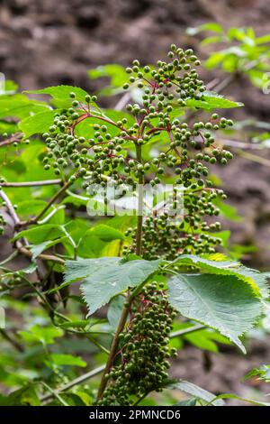 Holunderbeeren, unreife Früchte nach Regen im Garten anbauen. Stockfoto