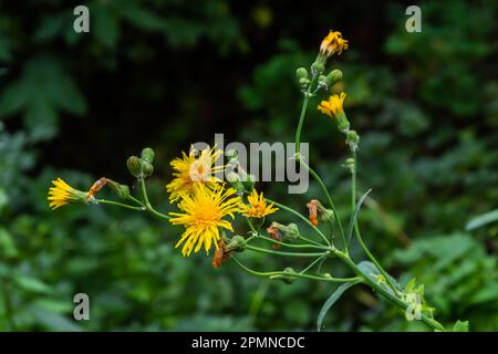 Common Groundsel oder Senecio vulgaris in Wildnis, Weißrussland. Stockfoto