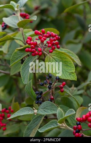 Die Frucht Viburnum lantana. Ist zuerst ein Grün, wird rot, dann schließlich schwarz, ein Wegfahrer oder Wegfahrbaum ist eine Art Viburnum. Stockfoto