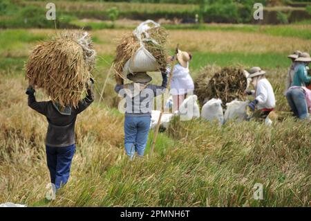 Die Tätigkeit von Landwirten, die auf den Reisfeldern in Ubud, Bali, Reis ernten Stockfoto