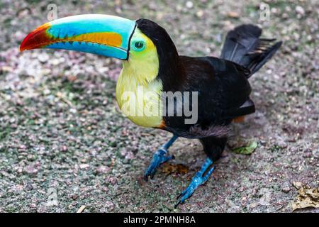 Kielschnabel-Toucan oder Ramphastos sulfuratus, Papiliorama Schweiz Stockfoto