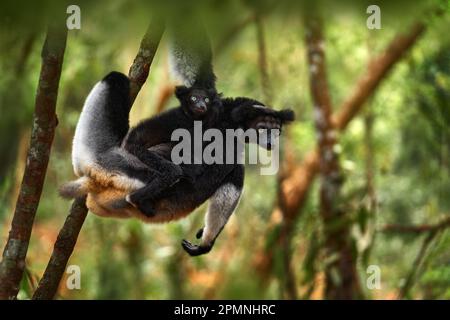 Wildtiere Madagaskar, Babakoto, Indri indri, Affe mit jungem Babe-Junges im Kirindy Forest, Madagaskar. Lemur im Naturlebensraum. Sifaka auf dem Baum, Stockfoto