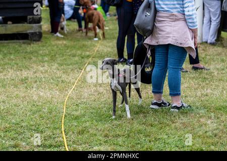 Das Al Shira'aa Hickstead Derby Meeting Horse Trails in Hickstead Stockfoto
