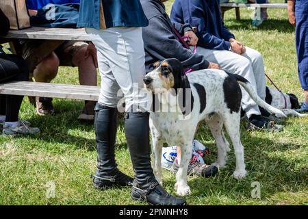 Das Al Shira'aa Hickstead Derby Meeting Horse Trails in Hickstead Juli 2022 Stockfoto