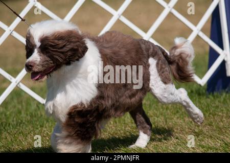 Der portugiesische Wasserhund im Hundeschaukring macht einen großen Schritt Stockfoto