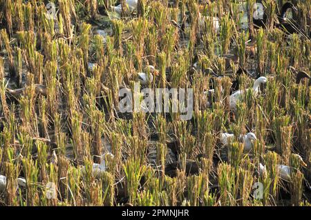 Enten auf dem Reisfeld zwischen den geernteten Reisstielen Stockfoto