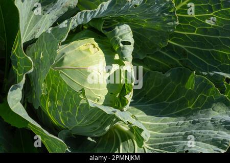 Jungkohl wächst auf dem Bauernfeld, Kohl wächst auf dem offenen Feld. Agrargeschäft. Stockfoto