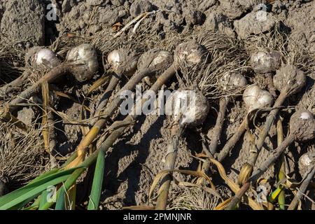 Der ausgegrabene Knoblauch wird an einem Sommertag auf einem Gartenbett getrocknet. Stockfoto