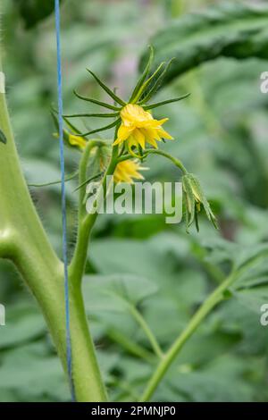 Es sind viele kleine Blumen gelber Farbe, auf einem Ast, die auf einer Tomate blühen. Stockfoto
