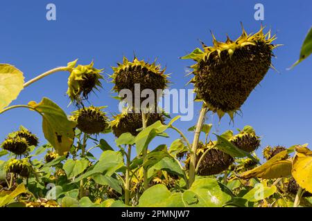 Sonnenblumenköpfe, die am Ende der Vegetationsperiode auf einem landwirtschaftlichen Feld im Herbst mit Samen geerntet werden. Stockfoto