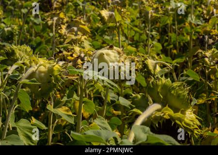 Sonnenblumenköpfe, die am Ende der Vegetationsperiode auf einem landwirtschaftlichen Feld im Herbst mit Samen geerntet werden. Stockfoto