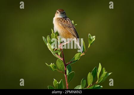 Zitting Cisticola, Cisticola juncidis, Vogel in der Natur, Okavango Delta in Botswana. Cisticola songbird sitzt auf dem grünen Baumbaranch, Moremi in Stockfoto