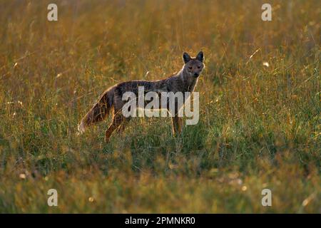 Seitlich gestreifter Schakal, Canis adustus, Canid aus Afrika, im goldenen Gras. Regenzeit. Safari in Okavango Delta, Botswana. Schakal in der Natur Stockfoto