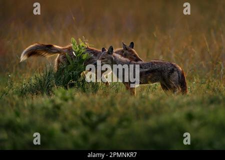 Seitlich gestreifter Schakal, Canis adustus, Canid aus Afrika, im goldenen Gras. Regenzeit. Safari in Okavango Delta, Botswana. Schakal in der Natur Stockfoto