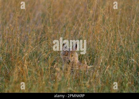 Seitlich gestreifter Schakal, Canis adustus, Canid aus Afrika, im goldenen Gras. Regenzeit. Safari in Okavango Delta, Botswana. Schakal in der Natur Stockfoto