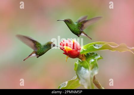 Costa Rica, kupferköpfiger Smaragd, Elvira Cupreiceps, schöner Kolibri aus La Paz Cordillera de Talamanca, Costa Rica. Szene im tropischen Wald Stockfoto