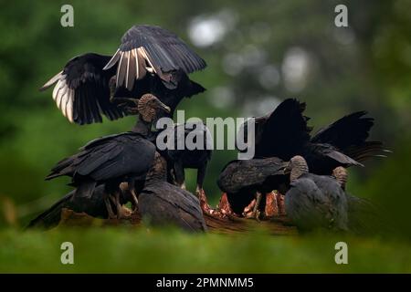 Wildtiere aus Mexiko. Hässliche schwarze Vögel, Schwarze Geier, Coragyps atratus, sitzen in der grünen Vegetation, Vögel mit offenem Flügel. Sie ernährt sich von toten Kühen. Stockfoto