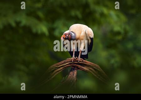 Die Natur Costa Ricas. Königsgeier, Sarcoramphus Papa, mit carcas und schwarzen Geiern. Rotkopfvogel, Wald im Hintergrund. Tierwelt aus Tropen Stockfoto