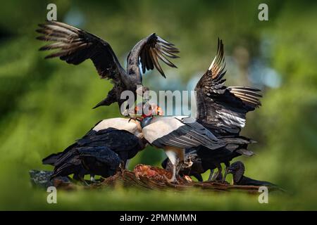 Die Natur Costa Ricas. Königsgeier, Sarcoramphus Papa, mit carcas und schwarzen Geiern. Rotkopfvogel, Wald im Hintergrund. Tierwelt aus Tropen Stockfoto
