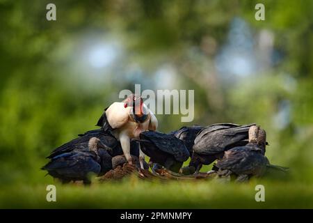 Die Natur Costa Ricas. Königsgeier, Sarcoramphus Papa, mit carcas und schwarzen Geiern. Rotkopfvogel, Wald im Hintergrund. Tierwelt aus Tropen Stockfoto