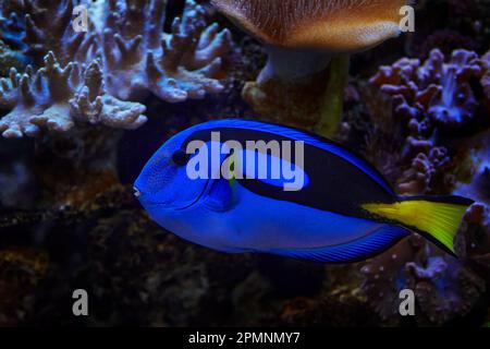 Blue Tang, Paracanthurus hepatus, im blauen Wasser. Indo-pazifischer Chirurg. Ein beliebter Fisch in Meeresaquarien. Blue Tang im natürlichen Lebensraum, Meer Stockfoto