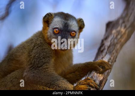 Lemurendetail Nahaufnahme Porträt. Rote Lemuren, Eulemur fulvus rufus, Kirindy Forest in Madagaskar. Graubrauner Affe auf dem Baum, im Wald Stockfoto