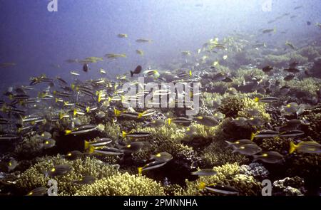 Eine Sohal des zwei-Flecken-Schnappers (Lutjanus biguttatus) und vielfältiges Korallenwachstum am Hulule Reef (die Malediven) im Jahr 1980, als die Riffe HE Stockfoto