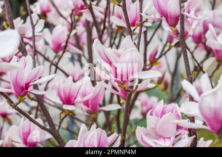 Viele wundervolle rosa Blüten von einem Magnolienstaub im Frühlingsblick Stockfoto