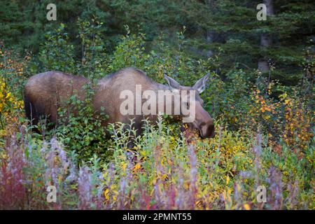 Porträt eines Kuhelchens, der die Kamera beobachtet, während er die Herbstvegetation isst, um sich für den kommenden Winter auf der Straße im Denali Park aufzustauen Stockfoto