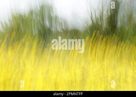 Farbfeld von gelben Blumen und Bäumen abstrakt Bewegung verschwimmen impressionistische Landschaft. Absichtliche Kamerabewegung. Stockfoto
