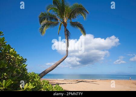 Kokospalme (Cocos nucifera) am Kamaole Beach One mit Menschen, die die Küste genießen; Kihei, Maui, Hawaii, Vereinigte Staaten von Amerika Stockfoto