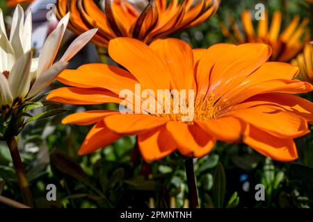 Gazania Rigens, African Daisy, Gazania oder Treasure Flowers sind in verschiedenen Farben auf einem unscharfen Hintergrund zu sehen. Gartenblumen Stockfoto