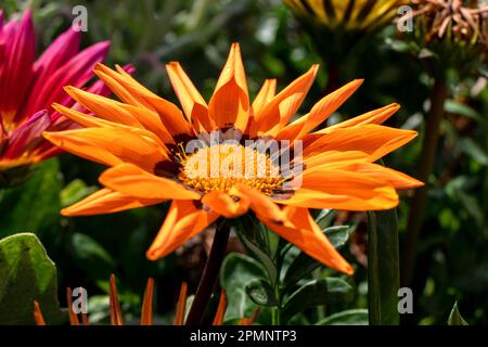 Gazania Rigens, African Daisy, Gazania oder Treasure Flowers sind in verschiedenen Farben auf einem unscharfen Hintergrund zu sehen. Gartenblumen Stockfoto