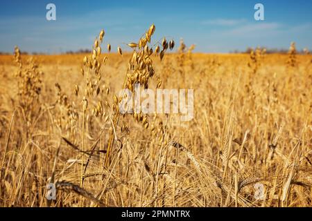 Nahaufnahme einer Mischkultur aus Gerste und Hafer während einer Herbsternte; Alcomdale, Alberta, Kanada Stockfoto