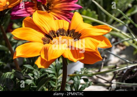 Gazania Rigens, African Daisy, Gazania oder Treasure Flowers sind in verschiedenen Farben auf einem unscharfen Hintergrund zu sehen. Gartenblumen Stockfoto