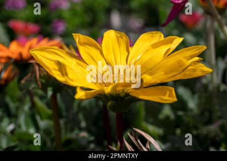 Gazania Rigens, African Daisy, Gazania oder Treasure Flowers sind in verschiedenen Farben auf einem unscharfen Hintergrund zu sehen. Gartenblumen Stockfoto