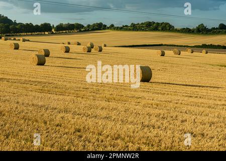 Malerischer Blick auf gerollte, runde Strohballen, die sich über die goldenen, Getreidekörner- und Weizenfelder rund um Rockbourne, in der Nähe von Salisbury, Wiltshire, England, erstrecken Stockfoto