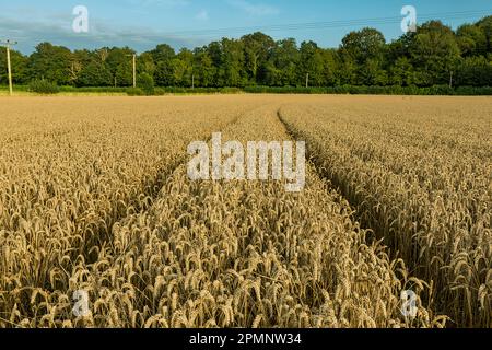 Malerische Aussicht auf goldene Getreidefelder und Weizenfelder rund um Rockbourne in der Nähe von Salisbury, mit Traktorspuren unter graublauem Himmel; Wiltshire, England Stockfoto