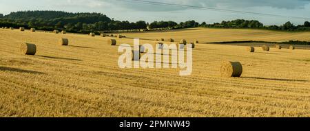 Malerischer Blick auf gerollte, runde Strohballen, die sich über die goldenen, Getreidekörner- und Weizenfelder rund um Rockbourne, in der Nähe von Salisbury, Wiltshire, England, erstrecken Stockfoto