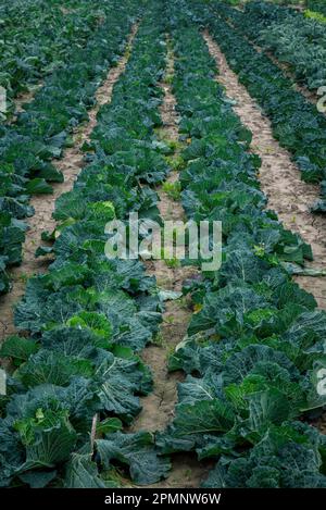 Nahaufnahme von Kohlreihen (Brassica oleracea var. Capitata) in einem Feld; Benissanet, Tarragona, Spanien Stockfoto