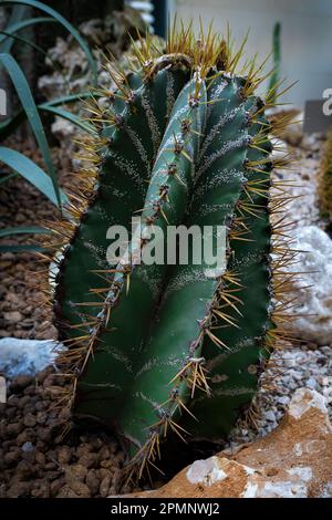 Astrophytum ornatum, der Bischofskopf oder Mönchskaktus, ist eine blühende Pflanze der Familie Cactaceae, die auf dem Zentralplateau von Mexiko endemisch ist. ICH Stockfoto