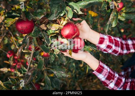 Eine Frau pflückt reife Äpfel auf dem Bauernhof. Ein Bauer, der Äpfel vom Baum im Obstgarten schnappt. Frisches, gesundes Obst bereit für die Herbstsaison. Landwirtschaftlich Stockfoto