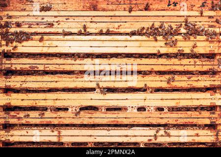 Honigwaben mit Bienen im Bienenstock. Ich arbeite in der Bienenkammer. Erntezeit in der Bienenkammer. Bienenzucht als Hobby. Landwirtschaftliche Produktion Stockfoto